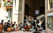 gioacchina e i suoi gatti una storia damore e di polemiche a palermo 1770057659
