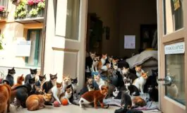 gioacchina e i suoi gatti una storia damore e di polemiche a palermo 1770057659 265x160