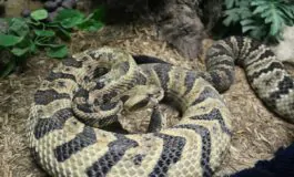 morsa da serpente the voice