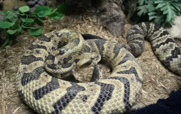 morsa da serpente the voice