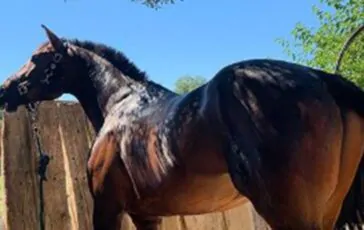 carne di cavallo vietata in italia