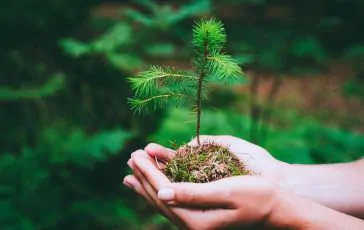 Guerre e crisi economiche fonte di ansia e stress La natura restituisce stabilita. Cose la biofilia e cosa promuove 1 364x230