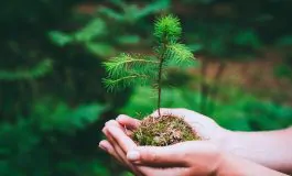 Guerre e crisi economiche fonte di ansia e stress La natura restituisce stabilita. Cose la biofilia e cosa promuove 265x160