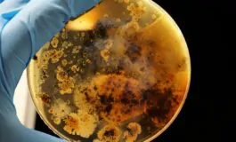 conan batterio marte