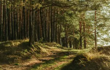 famiglia nel bosco affidamento al padre
