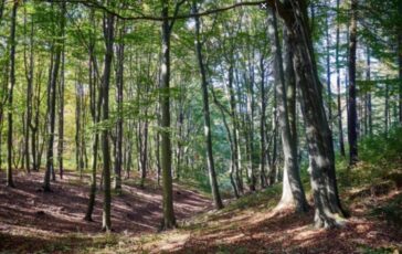 Famiglia nel bosco, risultati della perizia psichiatrica: il ritorno dei bambini è lontano
