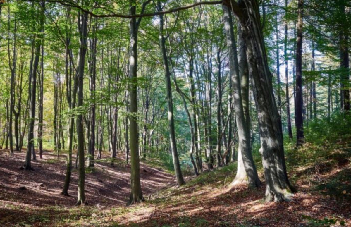 https://www.notizie.it/wp-content/uploads/2026/05/famiglia-nel-bosco-catherine-e-nathan-scrivono-una-lettera-ai-giudici-26839840.jpg