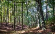 famiglia nel bosco corte d appello