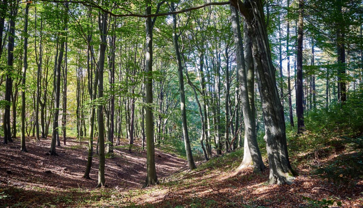 https://www.notizie.it/wp-content/uploads/2026/05/famiglia-nel-bosco-la-corte-dappello-dichiara-improcedibile-il-ricorso-dei-genit-beafee7f.jpg