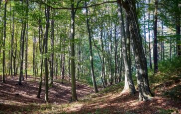 famiglia nel bosco