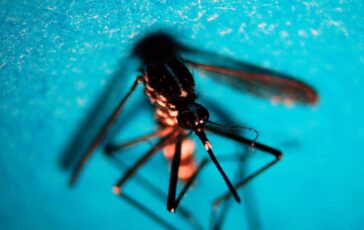 Estate allarme zanzare Con caldo ciclo piu rapido e rischio Dengue West Nile 364x230