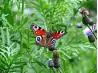 create habitat attracts butterflies garden 180X180