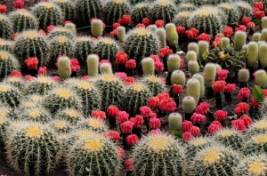 design desert garden 800x800 300x198