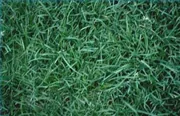 grow new grass fast 180x180