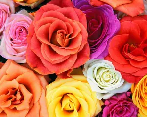 love blooms roses  bunch of flowers 300x240
