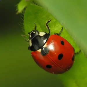 Coccinella 300x300