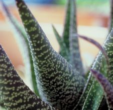article page main ehow images a02 0l rm use aloe vera detoxification 800x8002