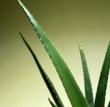 article page main ehow images a07 p7 fr drink aloe vera water 800x800
