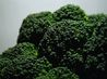 article preview ehow images a06 io 4e list foods low calorie low fat diet 1.1 800x800