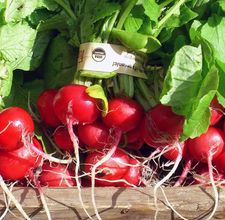 article page main ehow images a05 77 g6 benefits juicing radishes 800x800