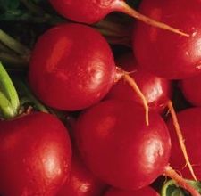 article page main ehow images a08 97 u1 make radish juice 800x800