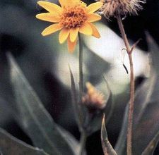 article page main ehow images a04 ng 4l make arnica oil 800x800