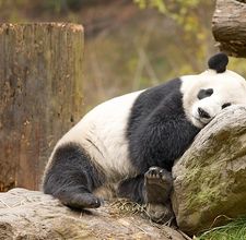article page main ehow images a05 ip 45 ecosystem giant panda 800x800