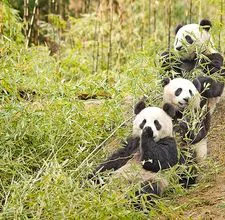 article page main ehow images a05 jm co panda s natural habitat  800x800