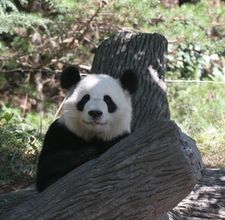 article page main ehow images a05 p2 4r china s giant panda habitat 800x800