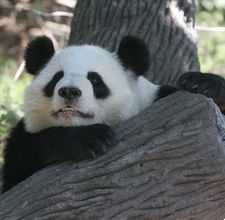 article page main ehow images a06 7a fn importance giant pandas 800x800