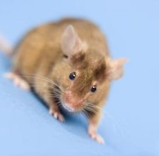 article page main ehow images a06 uf n2 peppermint work getting rid mice 800x800