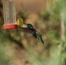 article page main ehow images a07 90 v8 can feed sugar water hummingbirds 800x8001