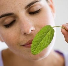 article page main ehow images a07 ud 0q peppermint oil insect rodent repellent 800x800