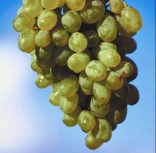 article page main ehow images a08 1m q3 levels sorbitol fruit 800x800