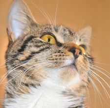 article page main ehow images a06 32 d6 low protein food cats kidney disease 800x800