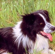 article page main ehow images a08 3v se care border collie dewclaws 800x8001