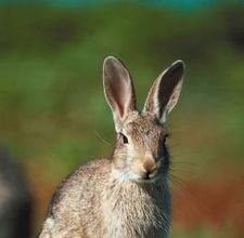 article page main ehow images a02 58 7p garden bedding plants deer rabbits 800x800