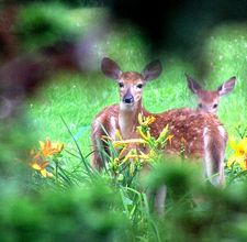 article page main ehow images a04 6t qb keep deer from eating flowers 800x800