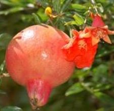 article page main ehow images a04 gp 9c out pomegranate juice stains 800x800