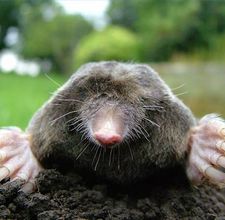 article page main ehow images a04 l0 fq rid moles digging up lawn 800x800