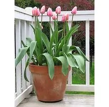 article page main ehow images a04 qs a0 plant tulips pot 800x800