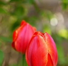 article page main ehow images a07 h4 5v save tulip bulbs taking up 800x800