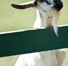 article page main ehow images a07 ph ud cook raw goat milk 800x800