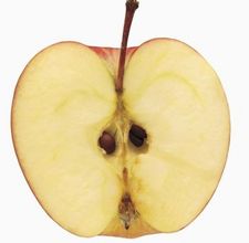article page main ehow images a07 qm ta sprout care apple seed 800x800