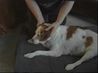 article preview ehow images a02 7l r8 massage dog ears 800x800