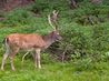 article preview ehow images a06 ks 9j protect tomato plants deer 800x8001