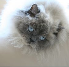 article page main ehow images a04 7q 65 brush himalayan cat 800x800