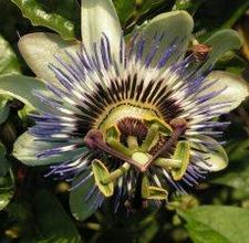 article page main ehow images a04 qn 9p plant passion flower cuttings 800x800