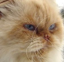 problemi di salute gatto persiano