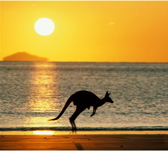 australia_kangaroo australia_kangaroo